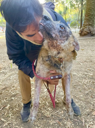 Illustration de l'article : Atteinte d'une maladie rare, cette chienne devant fuir le soleil cherche une famille depuis 3 ans