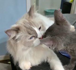 Illustration de l'article : Porté disparu depuis 3 mois, ce chat est reconnu sur une photo prise dans un refuge