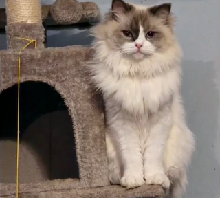 Illustration de l'article : Porté disparu depuis 3 mois, ce chat est reconnu sur une photo prise dans un refuge