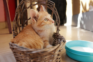 Illustration de l'article : Contrairement aux idées reçues, un chat ne peut pas attraper de vers intestinaux en buvant du lait