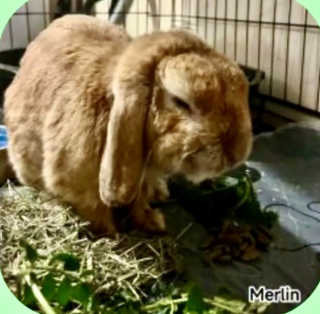 Illustration de l'article : Abandonné dans une cour de magasin, Merlin le lapin cherche désormais des parrains