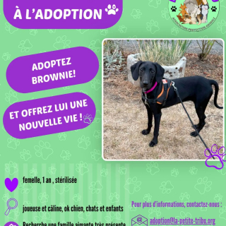 Illustration de l'article : Retrouv&eacute;e seule sur une route, cette petite chienne craintive a d&ucirc; r&eacute;apprendre &agrave; vivre dans sa nouvelle famille