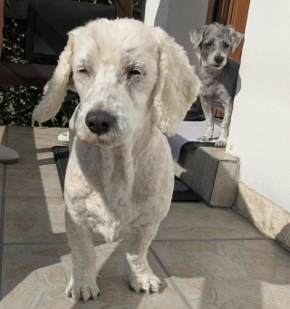 Illustration de l'article : Battu par son ancienne famille, ce vieux chien est pourtant resté affectueux avec les humains