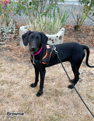 Illustration de l'article : Retrouv&eacute;e seule sur une route, cette petite chienne craintive a d&ucirc; r&eacute;apprendre &agrave; vivre dans sa nouvelle famille