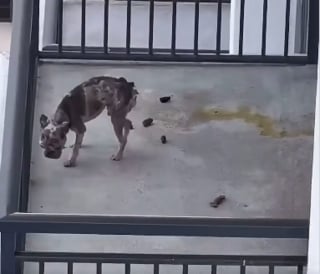 Illustration de l'article : Ce chien affamé vivait sur un balcon couvert d'excréments avant qu’une vidéo ne change tout