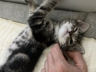 Illustration de l'article : &laquo; Nous ne pouvions pas rester les bras crois&eacute;s &raquo;, une association satur&eacute;e accepte un chaton enferm&eacute; dans un sac en papier