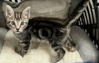 Illustration de l'article : &laquo; Nous ne pouvions pas rester les bras crois&eacute;s &raquo;, une association satur&eacute;e accepte un chaton enferm&eacute; dans un sac en papier