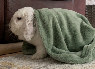Illustration de l'article : Un lapin am&eacute;nage m&eacute;ticuleusement son lit juste avant de s&rsquo;endormir (vid&eacute;o)