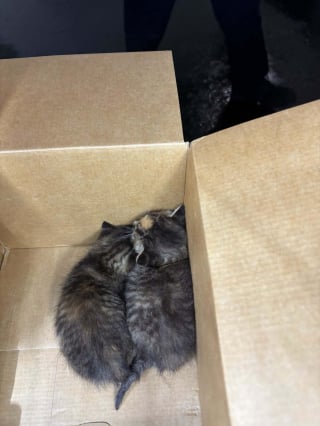 Illustration de l'article : Des miaulements dans le moteur d’une voiture alertent un habitant sur la détresse de 2 chatons nouveau-nés