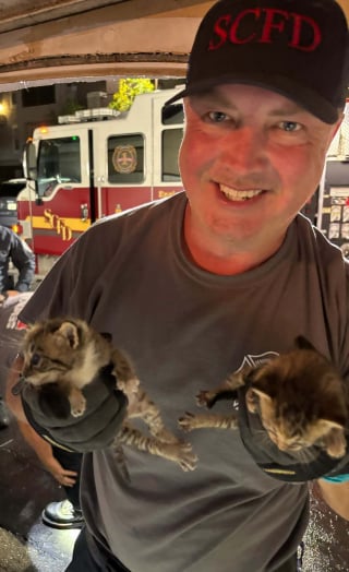 Illustration de l'article : Des miaulements dans le moteur d’une voiture alertent un habitant sur la détresse de 2 chatons nouveau-nés