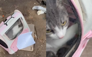 Illustration de l'article : En descendant du métro, une bénévole découvre une chatte et ses 6 bébés abandonnés dans une caisse