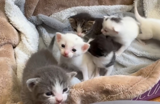 Illustration de l'article : En descendant du métro, une bénévole découvre une chatte et ses 6 bébés abandonnés dans une caisse