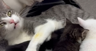 Illustration de l'article : En descendant du métro, une bénévole découvre une chatte et ses 6 bébés abandonnés dans une caisse