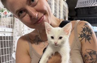 Illustration de l'article : En descendant du métro, une bénévole découvre une chatte et ses 6 bébés abandonnés dans une caisse