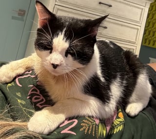 Illustration de l'article : Après des blessures répétées au cou, ce chat prend le parti d’assumer son petit col roulé