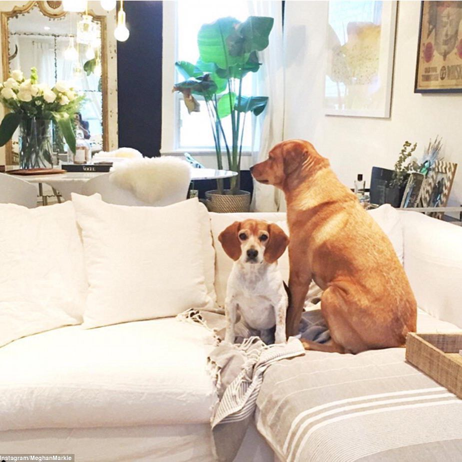 Illustration de l'article : En 2015, Meghan Markle, la fiancée du prince Harry, a adopté un Beagle et lui a sauvé la vie !