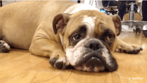 Illustration de l'article : 5 choses que votre chien essaie de vous dire quand il frotte son museau !