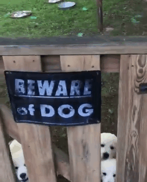 Illustration de l'article : 15 affiches d’alerte aux chiens dangereux qui ne le sont pas vraiment