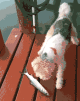 Illustration de l'article : 13 photos de chiens qui se sont fait voler leur couchage