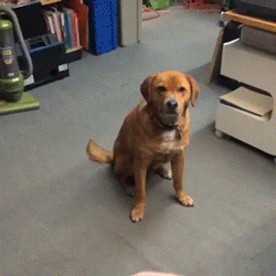 Illustration de l'article : 14 chiens qui devraient faire autre chose que du frisbee