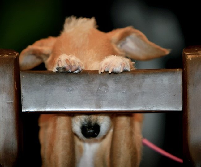 Illustration de l'article : 20 chiens qui jouent à cache-cache avec plus ou moins de succès ! 