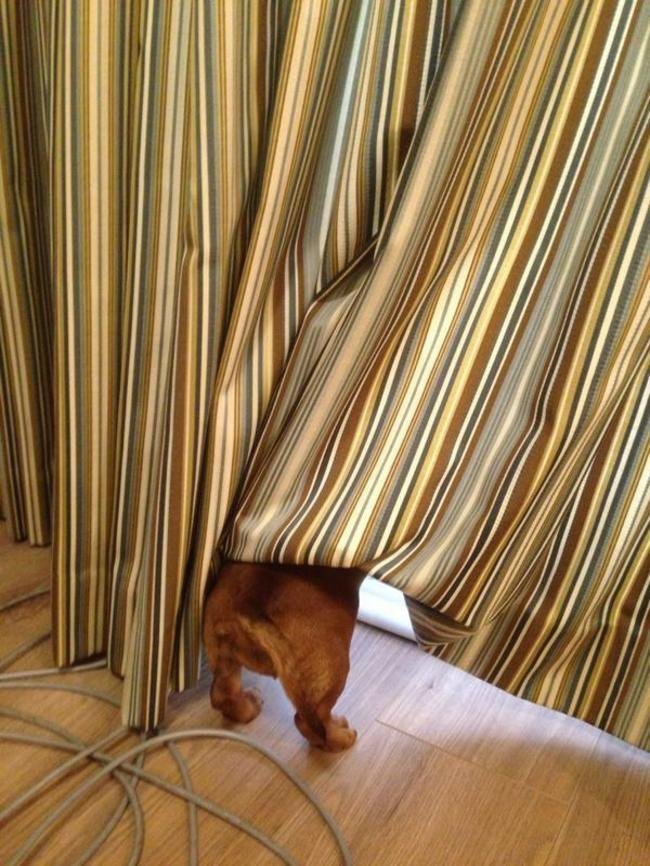 Illustration de l'article : 20 chiens qui jouent à cache-cache avec plus ou moins de succès ! 