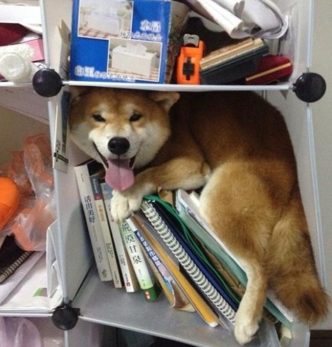 Illustration de l'article : 20 chiens qui jouent à cache-cache avec plus ou moins de succès ! 