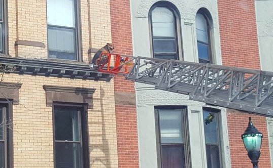 Illustration de l'article : New Jersey : un chien pris au piège sur le rebord d’un immeuble, secouru par les pompiers