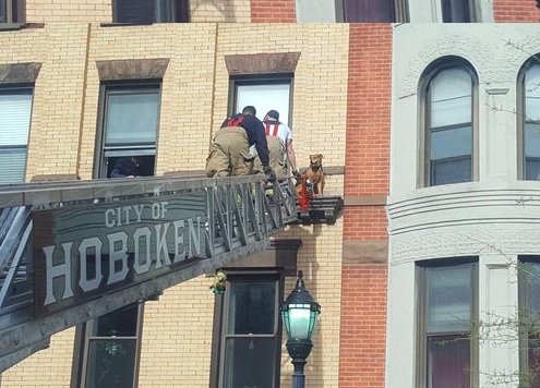 Illustration de l'article : New Jersey : un chien pris au piège sur le rebord d’un immeuble, secouru par les pompiers