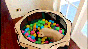 Illustration de l'article : 15 GIFs de chiens tellement contents qu’ils ont totalement perdu la tête !