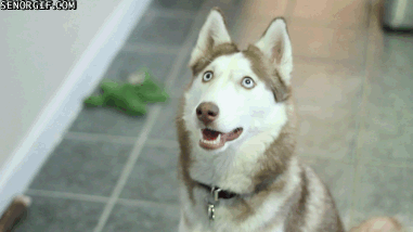 Illustration de l'article : 15 GIFs de chiens tellement contents qu’ils ont totalement perdu la tête !