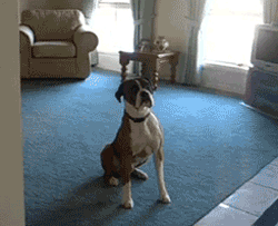 Illustration de l'article : 15 GIFs de chiens tellement contents qu’ils ont totalement perdu la tête !