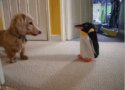 Illustration de l'article : 15 GIFs de chiens tellement contents qu’ils ont totalement perdu la tête !