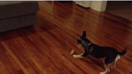 Illustration de l'article : 15 GIFs de chiens tellement contents qu’ils ont totalement perdu la tête !