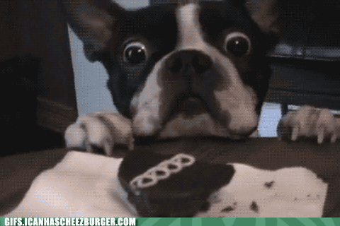 Illustration de l'article : 15 GIFs de chiens tellement contents qu’ils ont totalement perdu la tête !
