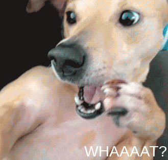 Illustration de l'article : 15 GIFs de chiens tellement contents qu’ils ont totalement perdu la tête !