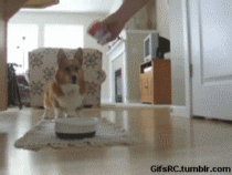 Illustration de l'article : 15 GIFs de chiens tellement contents qu’ils ont totalement perdu la tête !