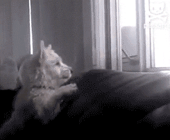 Illustration de l'article : 15 GIFs de chiens tellement contents qu’ils ont totalement perdu la tête !