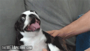 Illustration de l'article : 15 GIFs de chiens tellement contents qu’ils ont totalement perdu la tête !