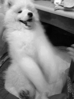 Illustration de l'article : 15 GIFs de chiens tellement contents qu’ils ont totalement perdu la tête !