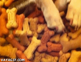 Illustration de l'article : 15 GIFs de chiens tellement contents qu’ils ont totalement perdu la tête !