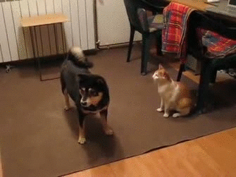 Illustration de l'article : 12 chiens malmenés par leurs "amis" chats