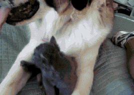 Illustration de l'article : 12 chiens malmenés par leurs "amis" chats