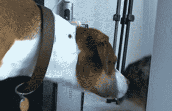 Illustration de l'article : 12 chiens malmenés par leurs "amis" chats
