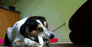 Illustration de l'article : 12 chiens malmenés par leurs "amis" chats