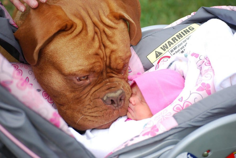 Illustration de l'article : 15 adorables photos de chiens et de bébés qui ne se quitteraient pour rien au monde