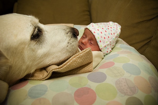 Illustration de l'article : 15 adorables photos de chiens et de bébés qui ne se quitteraient pour rien au monde