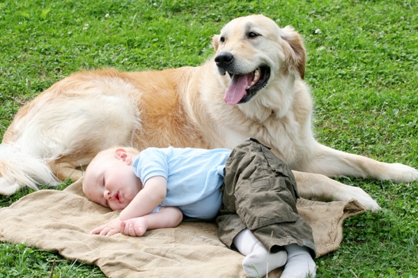 Illustration de l'article : 15 adorables photos de chiens et de bébés qui ne se quitteraient pour rien au monde