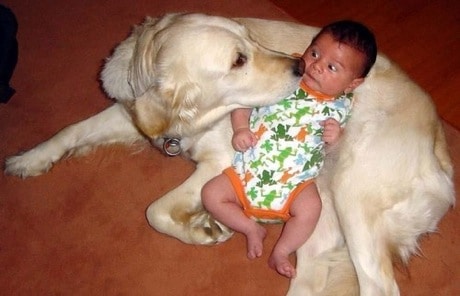 Illustration de l'article : 15 adorables photos de chiens et de bébés qui ne se quitteraient pour rien au monde