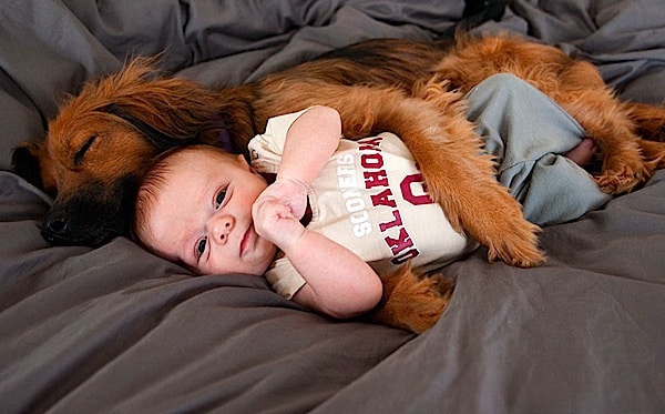 Illustration de l'article : 15 adorables photos de chiens et de bébés qui ne se quitteraient pour rien au monde